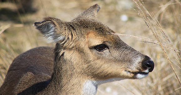 Deer photo by Rich Schieren Deer photo by Rich Schieren