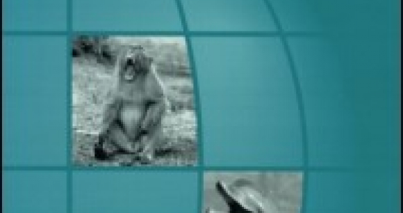 Two journal articles authored by experts from the Animal Welfare Institute(AWI) were recently featured in the newly released issue of the Journal of International Wildlife Law and Policy (Volume 20, Issue 1, 2017). <--break-> Washington, DC—Two journal articles authored by experts from the Animal Welfare Institute(AWI) were recently featured in the newly released issue of the Journal of International Wildlife Law and Policy (Volume 20, Issue 1, 2017). Dr. Naomi A. Rose, AWI marine mammal scientist, and Georgia Hancock Snusz, of counsel at AWI, co-authored—along with Danielle M. Brown and E. C. M. Parsons—“Improving Captive Marine Mammal Welfare in the United States: Science-Based Recommendations for Improved Regulatory Requirements for Captive Marine Mammal Care.” The article argues that the proposed amendments to the Animal Welfare Act regulatory standards for captive marine mammals, issued by the US Department of Agriculture’s Animal and Plant Health Inspection Service (APHIS) in February 2016, are not s Two journal articles authored by experts from the Animal Welfare Institute(AWI) were recently featured in the newly released issue of the Journal of International Wildlife Law and Policy (Volume 20, Issue 1, 2017). <--break-> Washington, DC—Two journal articles authored by experts from the Animal Welfare Institute(AWI) were recently featured in the newly released issue of the Journal of International Wildlife Law and Policy (Volume 20, Issue 1, 2017). Dr. Naomi A. Rose, AWI marine mammal scientist, and G