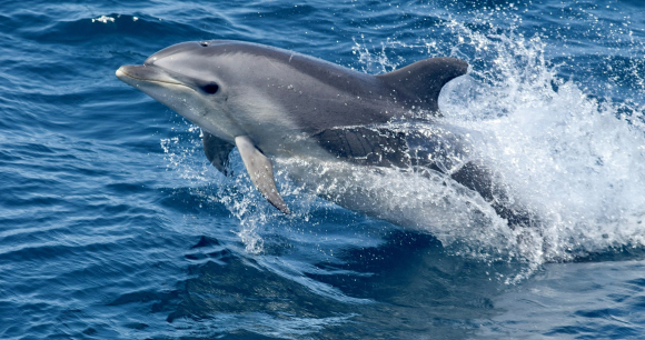Photo by NOAA A bottlenose dolphin jumps out of the ocean.