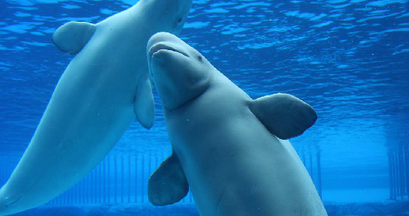 Georgia Aquarium's Beluga Whale Capture Comes Under Fire