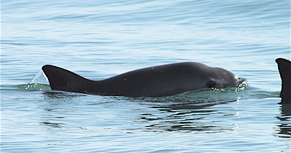 vaquita - photo by Semarnat vaquita - photo by Semarnat