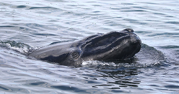 Photo by FFWCC - NOAA Research Permit 15488 A North Atlantic right whale in the ocean