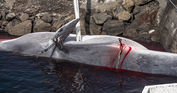 Two inaccurately fired harpoons into a pregnant female fin whale. 