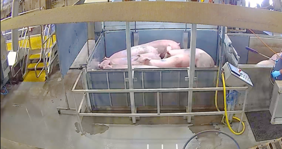 Pigs being positioned for loading into a CO2 gas system gondola at Smithfield Foods slaughter plant.