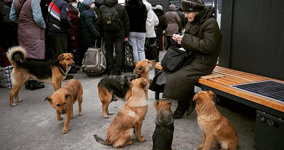 Photo from Casa lui Patrocle A woman feeds stray dogs while people queue in the background.
