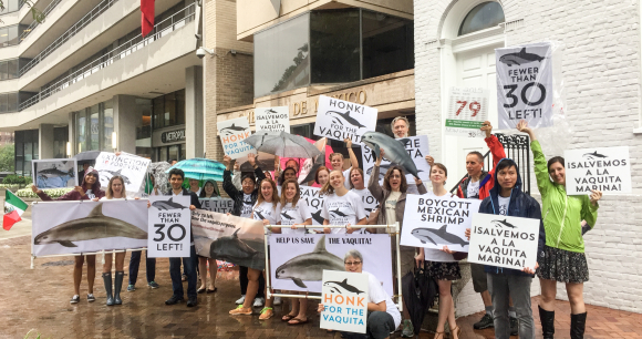Advocates Rally Outside Mexican Embassy for Vanishing Vaquita Porpoise Advocates Rally Outside Mexican Embassy for Vanishing Vaquita Porpoise