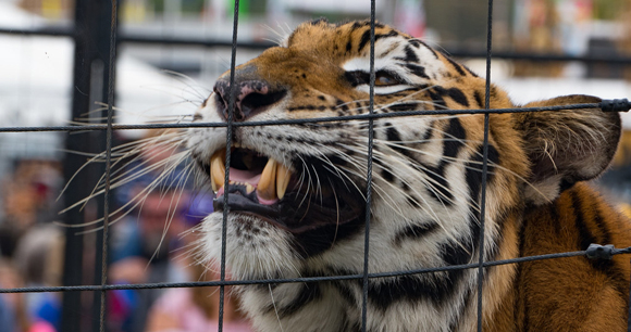 Photo by Vinnie Langdon III A tiger rubs its face against a wire enclosure, showing its teeth.