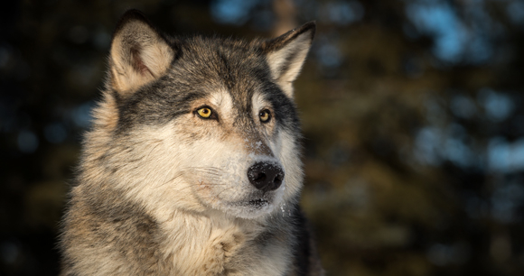 A gray wolf looks off into the distance