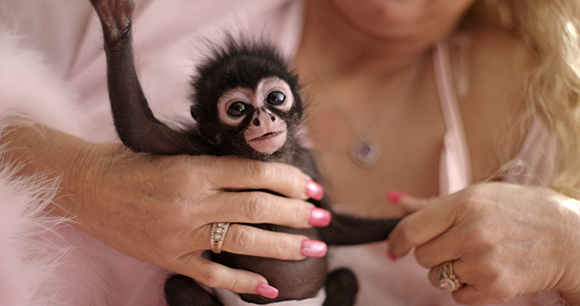 Woman holding a young spider monkey