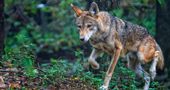 Red wolf - Photo courtesy of Jim Liestman Red wolf
