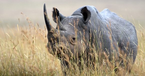 Photo by Ray Morris Rhino
