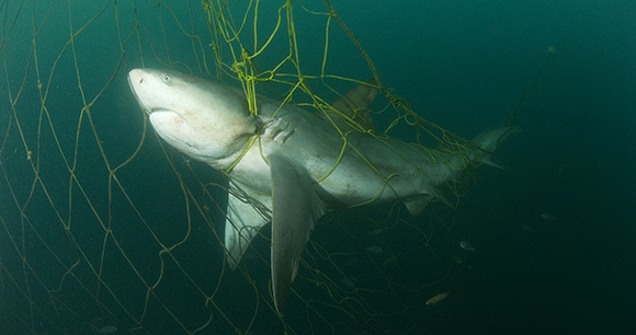 Bull shark trapped in fishing gear