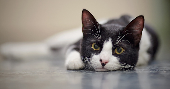 black and white young cat laying on cement floor