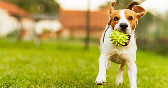 A dog runs joyfully with a ball in their mouth.