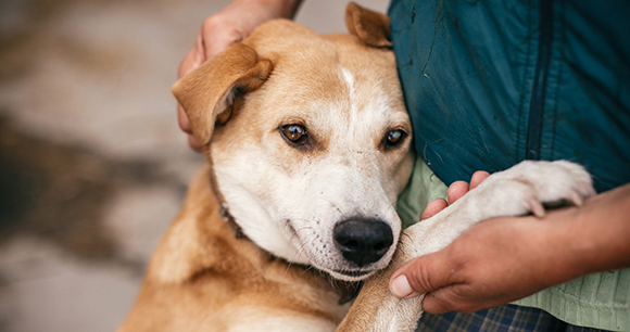 older dog cuddling with human