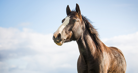 bay horse with white stripe with blue sky in background bay horse with white stripe with blue sky in background