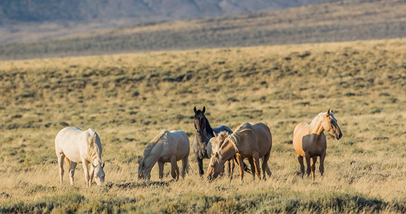 herd of wild horses grazing