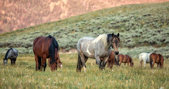 photo by Terri Cage Wild horses graze in a field at sunset.