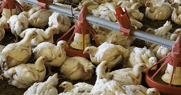 Meat chickens crowded in small space. Photo by Bob Nichols meat chickens crowded in small space