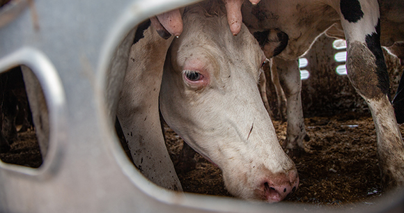 Dairy cows, many with full udders, arrive at a slaughterhouse in a filthy transport truck. Dairy cows, many with full udders, arrive at a slaughterhouse in a filthy transport truck.