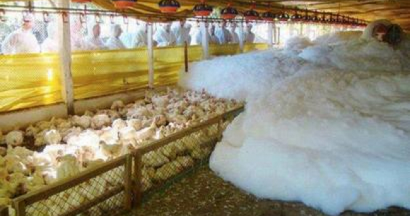 Photo is of foam being used to kill birds Photo is of foam being used to kill birds