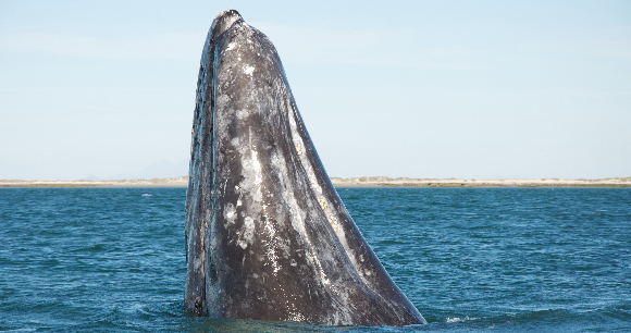 Photo from Flickr by Sam Beebe A gray whale breaches in the ocean