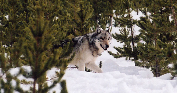 Photo by MacNeil Lyons/National Parks Service Photo by MacNeil Lyons/National Parks Service