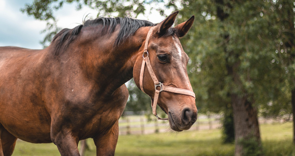 A brown horse wearing a faded red halter walks in a paddock