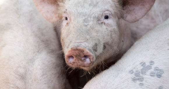 New Report Examines Humane Slaughter Enforcement at Federal, State Level New Report Examines Humane Slaughter Enforcement at Federal, State Level
