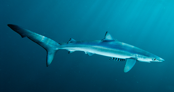 Oceana - Today, the U.S. Senate passed the Shark Fin Sales