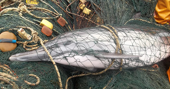 Photo by Fishtek Marine Dolphin caught in fishing nets as a result of bycatch.