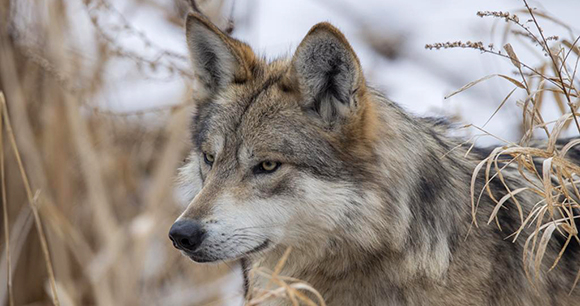 Photo from Flickr by Jeff Dzadon Photo from Flickr by Jeff Dzadon
