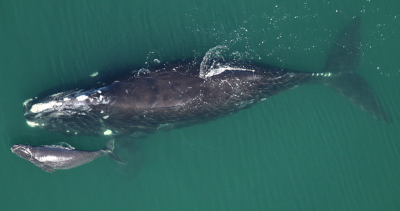 Photo from Flickr by FWC NOAA Photo from Flickr by FWC NOAA