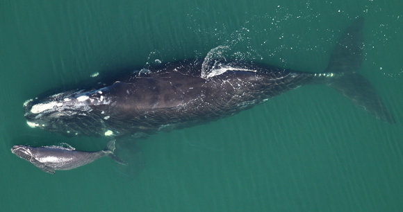 A adult North Atlantic right whale swims alongside her calf.
