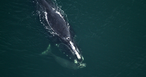 Photo by Florida Fish and Wildlife Conservation Commission - NOAA Photo by Florida Fish and Wildlife Conservation Commission - NOAA