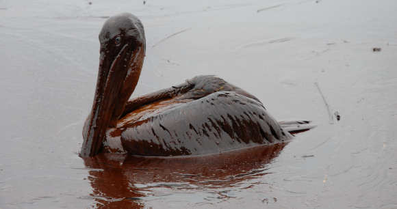Oil spill Pelican, Flickr, courtesy of Governor Jindal's office Oil spill Pelican, Flickr, courtesy of Governor Jindal's office