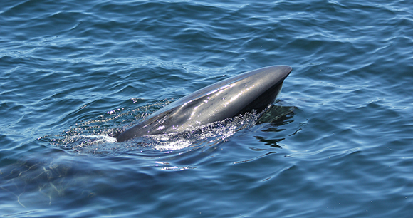 Photo of Sei Whale, from Whale and Dolphin Conservation