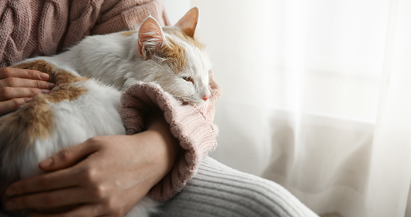A white and orange cat sleeps in a woman's arms