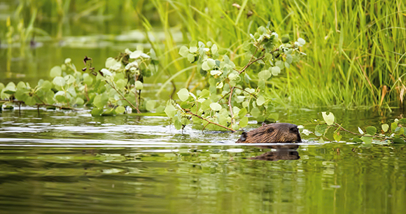 A beaver swims in a pond.