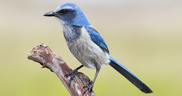 Florida scrub jay - photo by Steve Byland