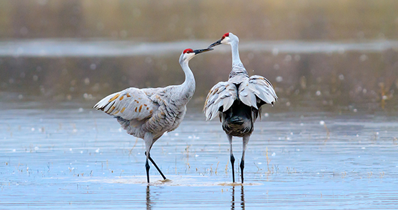 two sandhill cranes in a pond