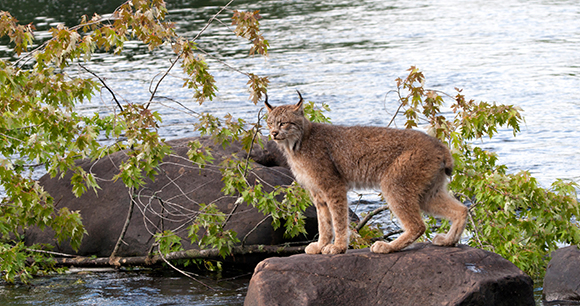 Canada lynx standing on rock by stream. Photo by DSS Images Canada lynx standing on rock by stream