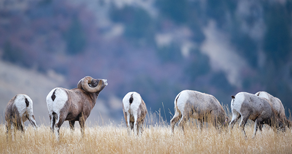 A group of bighorn sheep in Montana.