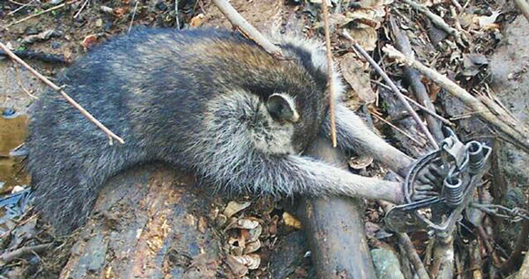 Raccoon with hands caught in trap. Photo courtesy of AWI. Raccoon with hands caught in trap. Photo courtesy of AWI.