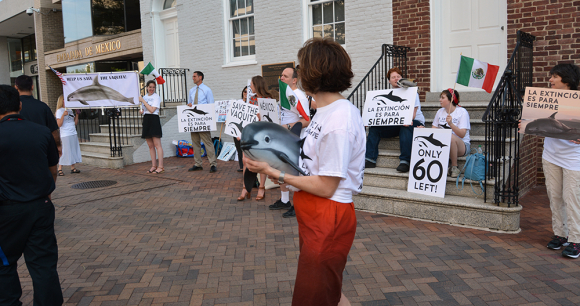 Groups Demand More Aggressive Action From Mexico to Save Vanishing Vaquita Porpo