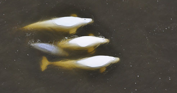 Belugas in the sea of Okhotse. Photo by Olga Shpak from paramotormag.com