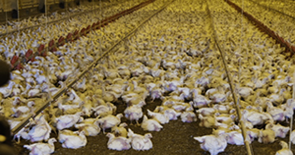 AWI Criticizes Chicken Industry's Revised Animal Care Standards - Photo by USDA
