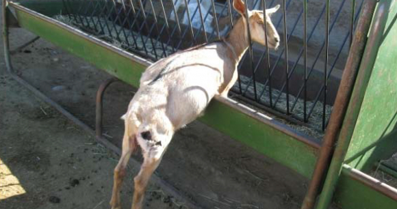 Goat at SCBT - Photo by Marcy Rosendale