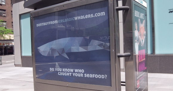 Whale Advocates Bring Anti-Icelandic Whaling Message to NYC