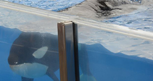 Photo by Orca Research Trust
